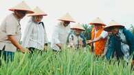 Tumpang Sari, Petani Sawit Siak Targetkan 50 Ton Gabah Padi Gogo Setiap Panen