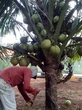 Menikmati Manisnya Gula Kalupu Pulau Kabaena Bertahan Melawan Zaman