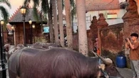 Cerita di Balik Warga Kudus yang 'Haram' Sembelih Sapi Setiap Idul Adha