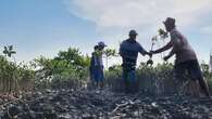 BRGM Sebut Ribuan Hektar Lahan Mangrove di Sumatera Utara Perlu Rehabilitasi