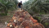 Harga Sawit Anjlok, Petani Swadaya Paling Terdampak
