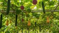 6 Inspirasi Kebun Timun Rambat di Atas Kanopi Rumah, Bikin Sejuk, Estetik, dan Panen Melim...