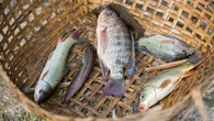 7 Resep Bumbu Goreng Ikan Nila dan Lele, Gurih, Renyah, dan Anti Amis