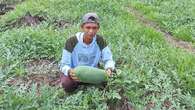 Kisah Petani Muda di Jambi Sukses Kembangkan Holtikultura Lahan Gambut