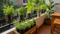 10 Tanaman Herbal Gantung untuk Rumah Kecil, Solusi Asri dan Praktis