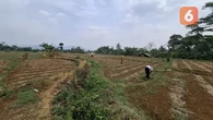 Gagal Panen Hantui Petani, Hektaran Sawah di Sukabumi Terdampak Kekeringan