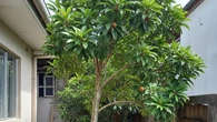 7 Pohon Buah dengan Batang yang Ramping untuk Lahan Rumah Sempit, Mudah Dirawat