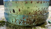 Budidaya Kutu Air di Galon Bekas, Cara Mudah Memproduksi Pakan Alami Ikan dengan Biaya Mur...