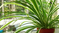 Cara Merawat Spider Plant Si Tanaman Hias, dari Penyiraman hingga Cahaya yang Tepat