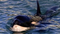 Video Jessica Radcliffe Tewas Diserang Orca Hanya AI, tapi Pernah Ada Dua Kejadian Nyata S...