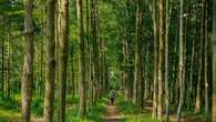 Hutan Mycelia Cikole, Wisata Edukasi Masa Kini