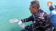 Pasutri Muda Coba Selundupkan Benur Senilai Rp29 M Lebih, Terciduk di Pelabuhan Merak