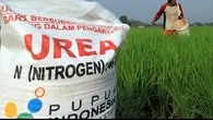 Menanti Aksi Wamentan Hapus Kelangkaan Pupuk Subsidi