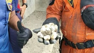 8 Ciri-Ciri Ada Telur Ular Kobra di Sekitar Rumah, Waspadai Tanda-Tandanya