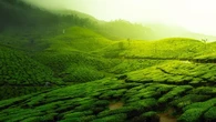 Kebun Teh Medini, Destinasi Wisata Alam di Kendal