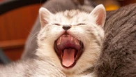 Masalah Mulut dan Gigi, Penyebab Kucing Sering Menjulurkan Lidah