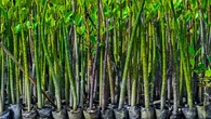 Peringatan Hari Mangrove Sedunia, Simak Beragam Manfaatnya untuk Lingkungan