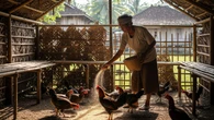 8 Pakan Ayam Fermentasi yang Bisa Mengurangi Bau Kotoran Secara Efektif