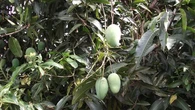 Segudang Manfaat Pohon Mangga, Dari Kesehatan hingga Lingkungan