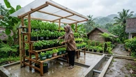 6 Cara Membuat Kebun Sayur Vertikal Anti Becek saat Musim Hujan untuk Panen Maksimal