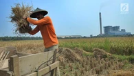 Jokowi Perintahkan Sri Mulyani Siapkan Anggaran agar Bulog Bisa Serap Beras Petani