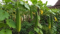 Cara Membuat Kebun Gambas Gantung agar Buah Tidak Bengkok dan Hasil Panen Lebih Rapi