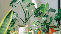 5 Tanaman Pot Outdoor Tahan Hujan untuk Halaman Rumah, Tetap Cantik Sepanjang Musim