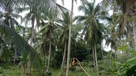 PTPN I Tanam Kelapa di Lahan 50 Ribu Hektare, Tersebar di 9 Provinsi Ini