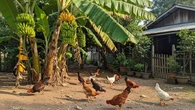 Cara Menggabungkan Ayam Kampung dan Pohon Pisang untuk Halaman Multifungsi