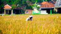 Cerita Petani Banyuasin Ubah Rawa jadi Lahan Pangan