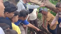Geger! Warga Serdang Bedagai Temukan Kerangka Manusia dalam Batang Pohon Aren saat Panen S...