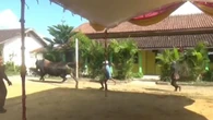Sapi Kurban Jumbo dari Prabowo Lepas, Bikin Panik Warga Blora