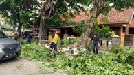 Pohon Peneduh Jalan Rawan Tumbang di Purwakarta, Disperkim Lakukan Antisipasi