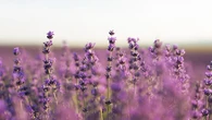 9 Tanaman Bunga dan Herbal Ampuh Usir Ular dari Rumah Dekat Sawah