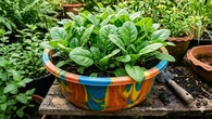 Cara Menanam Bayam di Keranjang Bekas untuk Kebun Mini di Rumah, Panduan Praktis dan Produ...