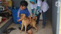 Seluk Beluk Hari Rabies Sedunia 28 September