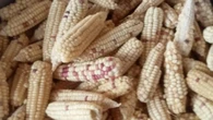 Cara Membuat Jagung Tumbuk Tradisional yang Cocok Jadi Pengganti Nasi, Mudah Diolah di Rum...