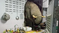 Gajah Bikin Kaget Muncul di Dapur