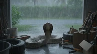 Trik Mencegah Ular Kobra Masuk ke Halaman Tanpa Harus Membunuhnya