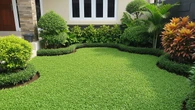 Pilihan Rumput Halaman yang Tidak Mudah Gosong Saat Kemarau untuk Pekarangan Tetap Hijau