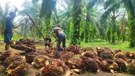 Petani Sawit se-Indonesia Diboyong ke Jakarta pada Momen Kemerdekaan, untuk Apa?