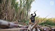 Pakai Duit Danantara Rp 1,5 Triliun, BUMN Wajib Beli Gula Petani