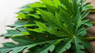 Tips Memasak Daun Pepaya Supaya Kurangi Rasa Pahit, Gunakan Bahan Tradisional Ini