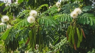 Top 3 Hot: Pohon yang Mengundang Burung Walet hingga Ide Kebun Sayur Rumahan