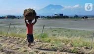FOTO: Panen Bersamaan, Harga Bawang Merah Jatuh