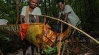 Hutan adalah Ibu, Cerita Masyarakat Adat Papua Manfaatkan dan Lindungi Pohon Sagu