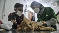Kementan Siapkan SNI untuk Klinik Hewan, Apa Tujuannya?