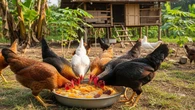 Cara Membuat Jamu Alami untuk Ayam Kampung dari Bahan Dapur