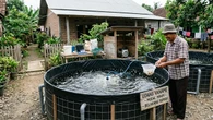 Cara Budidaya Udang Vaname di Belakang Rumah Modal Minim untuk Pemula yang Ingin Untung