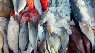 5 Cara Mengolah Ikan Laut Agar Tidak Amis, Mudah Dicoba dan Dijamin Ampuh